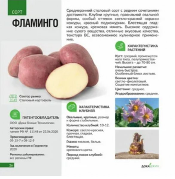 Сорта картофеля
