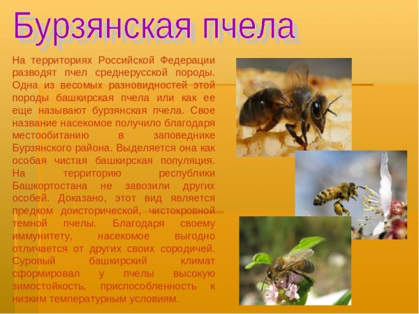 Бурдзянская пчела