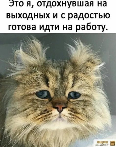 Оба - на!!!
