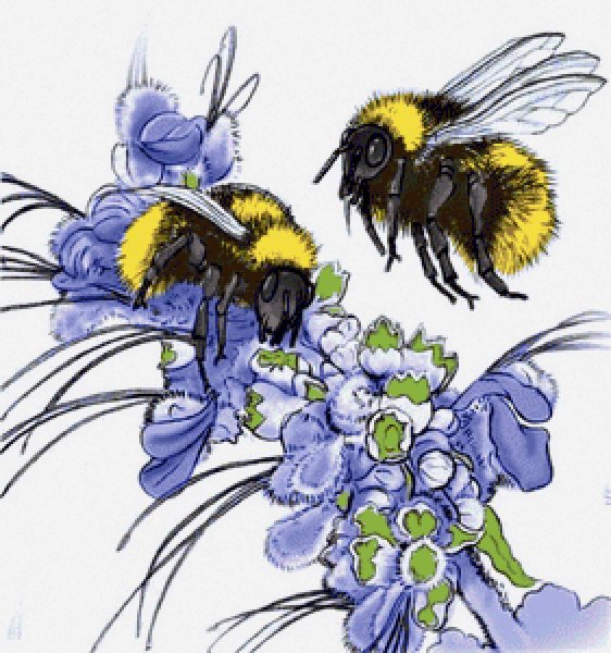 Bumblebee