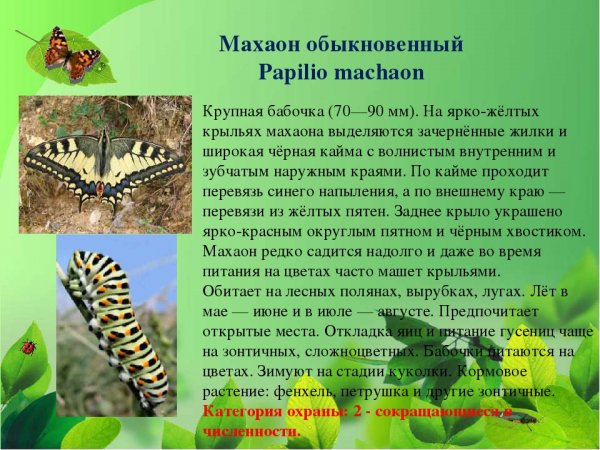Махаон обыкновенный