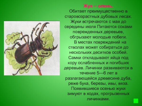 Жук - олень