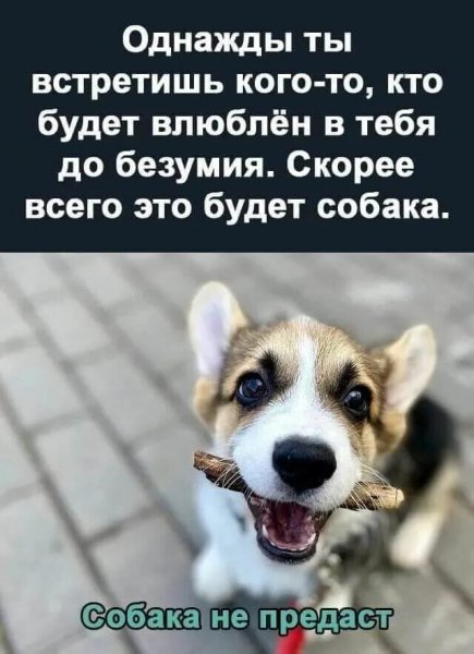 Собака не предаст