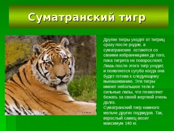 Суматранский тигр