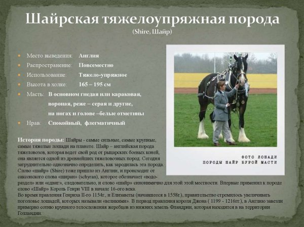 Файл #371502433