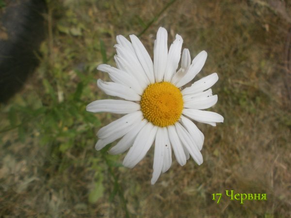 17 Червня