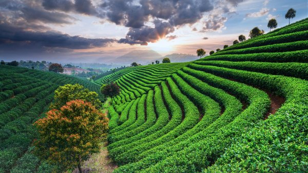 Tea plantation, Japan 1920x1080