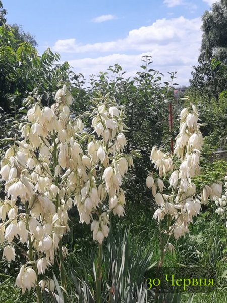 30 Червня