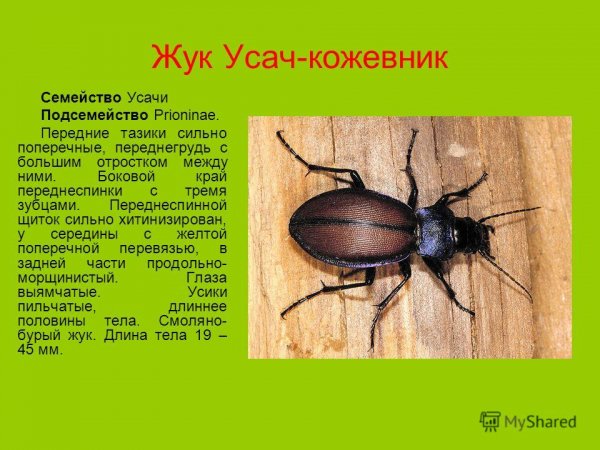 Жук Усач - кожевник