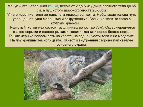 Манул