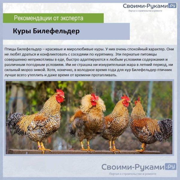 Файл #383900042