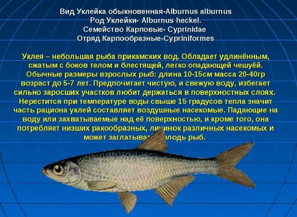 Уклейка обыкновенная