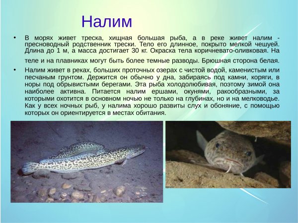 Налим