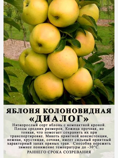 "Диалог"