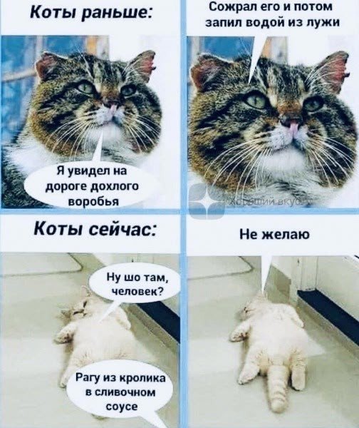 Котики)