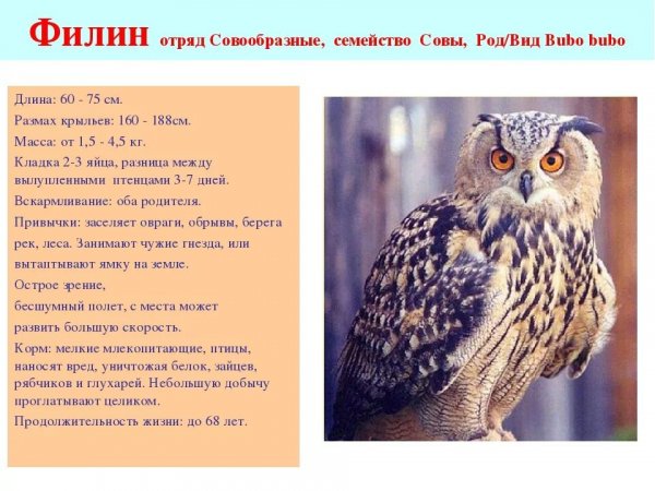 Филин