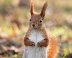 Belka veverita-shutterstock