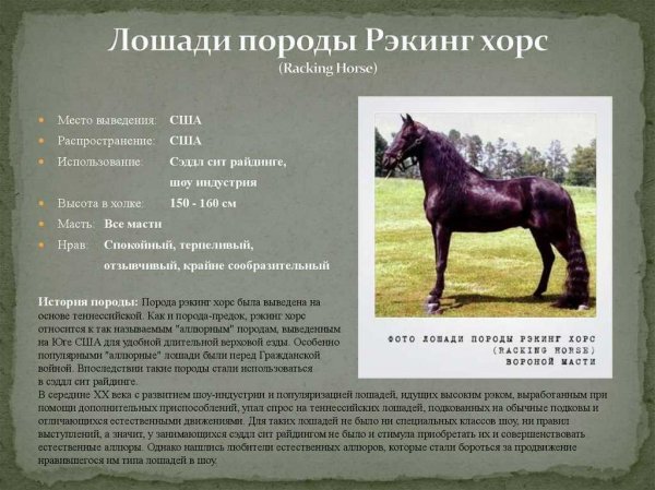 "Рэкинг хорс"
