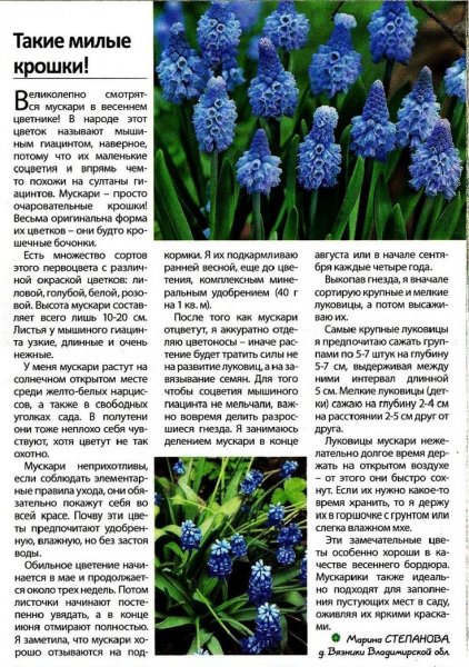 Мускари