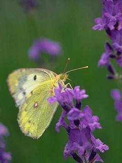 Insects 016
