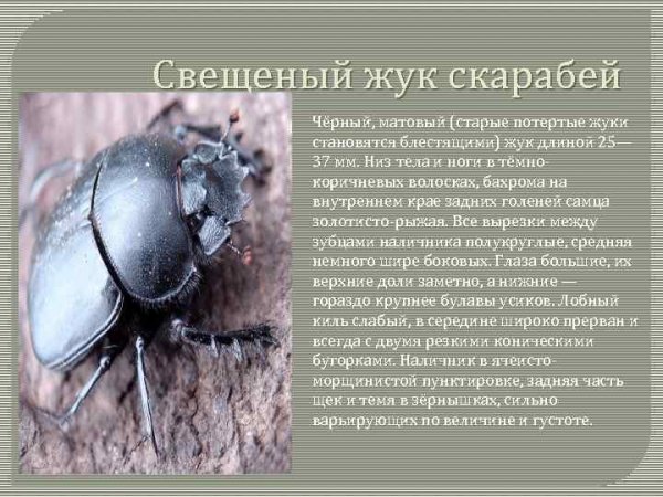 Священный жук скарабей