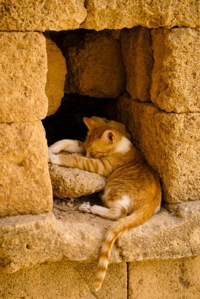 Кошки