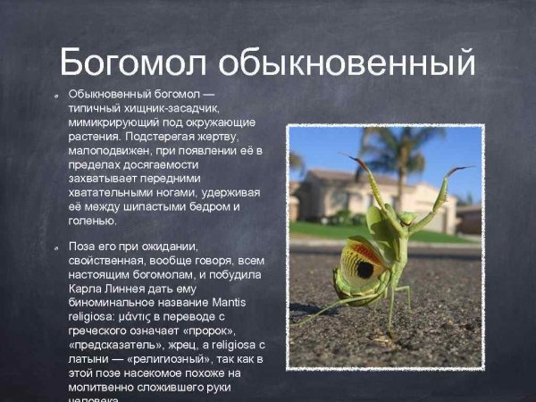 Богомол обыкновенный
