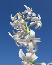 Flowers 027