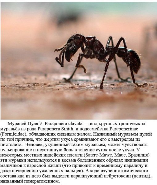 Муравей Пуля