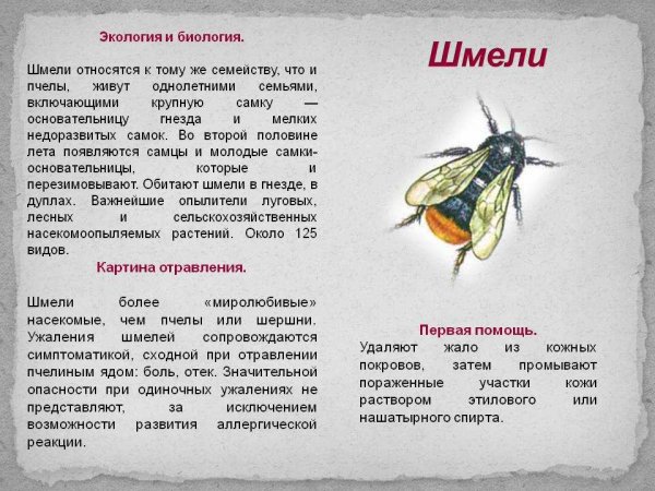 Шмели