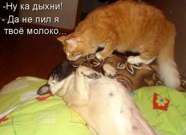 Ну ка дыхни!
