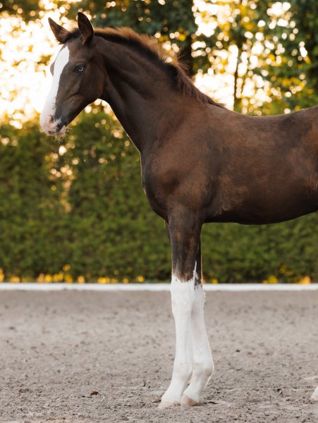 BEST HORSE