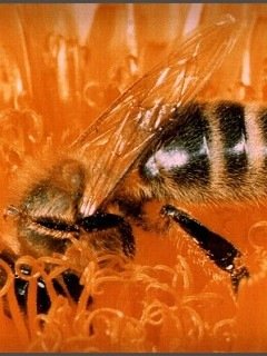 Insects 019