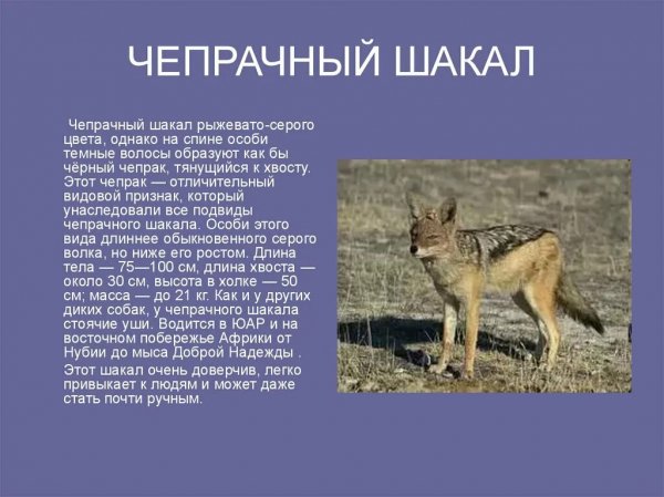 Чепрачный шакал