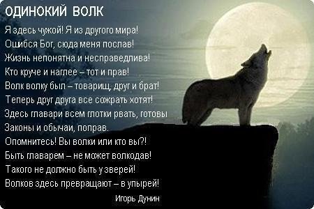 Волк