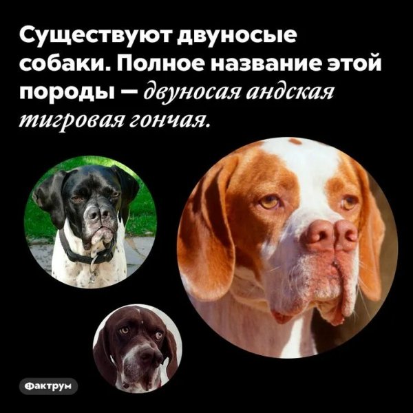 Двуносые собаки