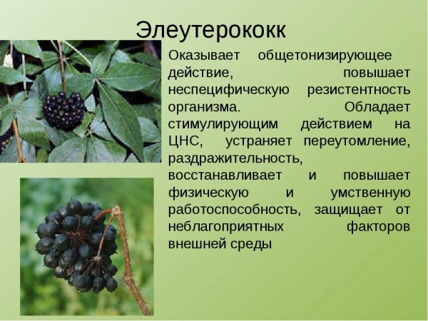 Элеутерококк