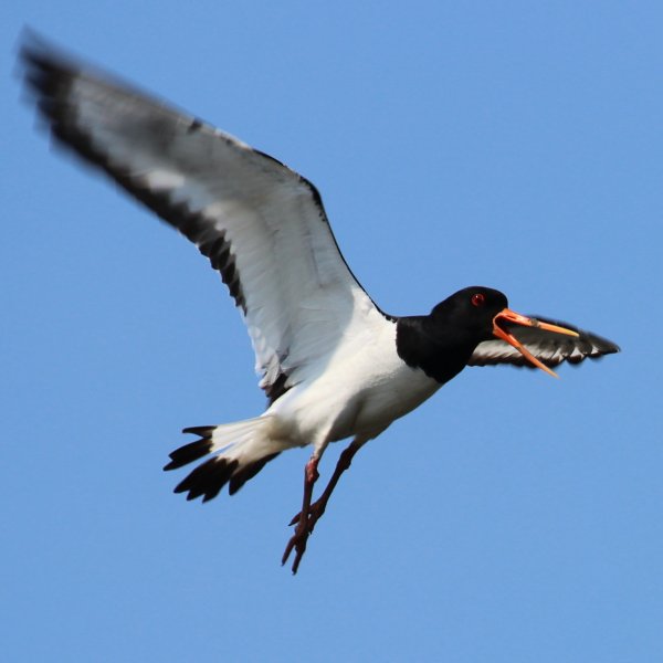 pics
