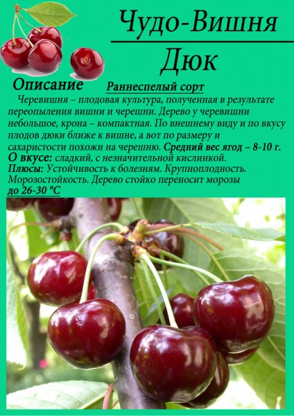 Dyuk