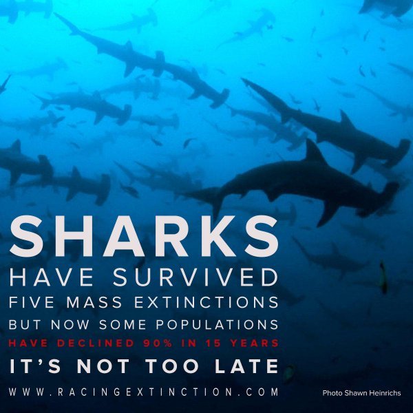 "Racing Extinction"
