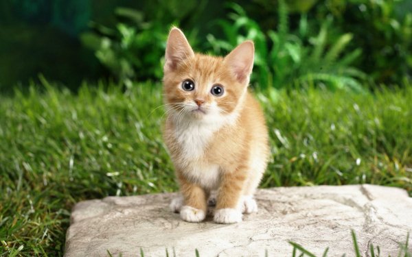 котики 134710