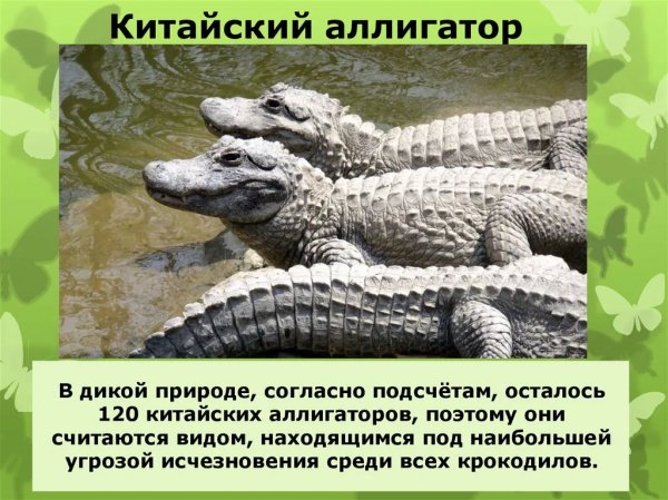 Китайский аллигатор