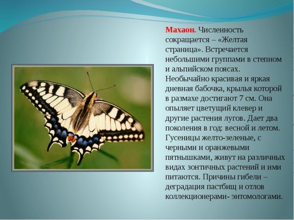 Махаон