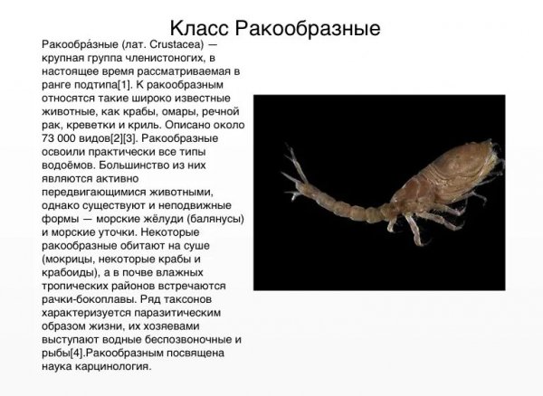 Класс Ракообразные