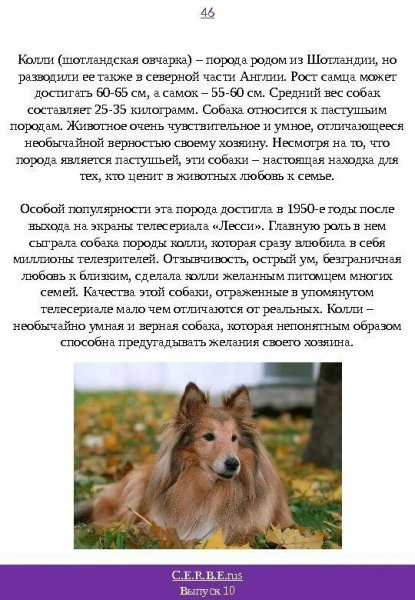Колли