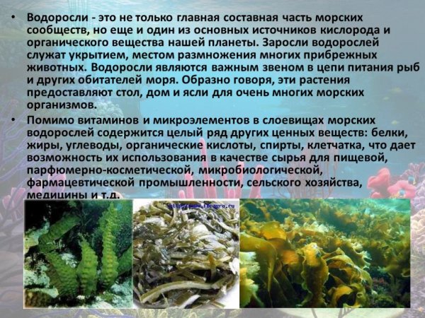 Водоросли