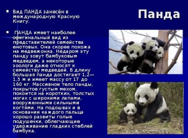 Панда
