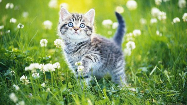 котята 134721
