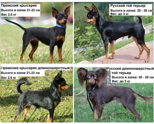 Различия