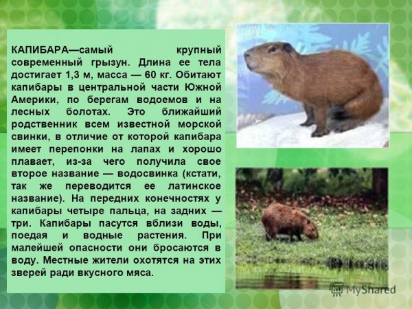 Капибара